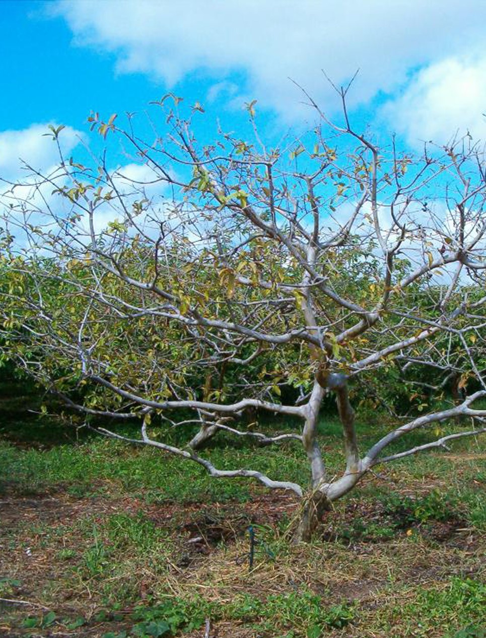Abnormal branching of guava tree