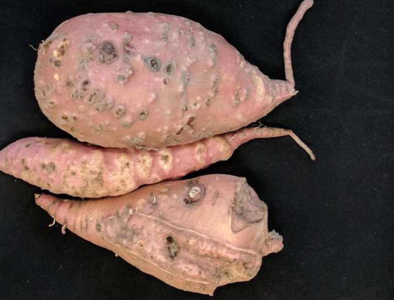 Sweet potatoes with pitted skin