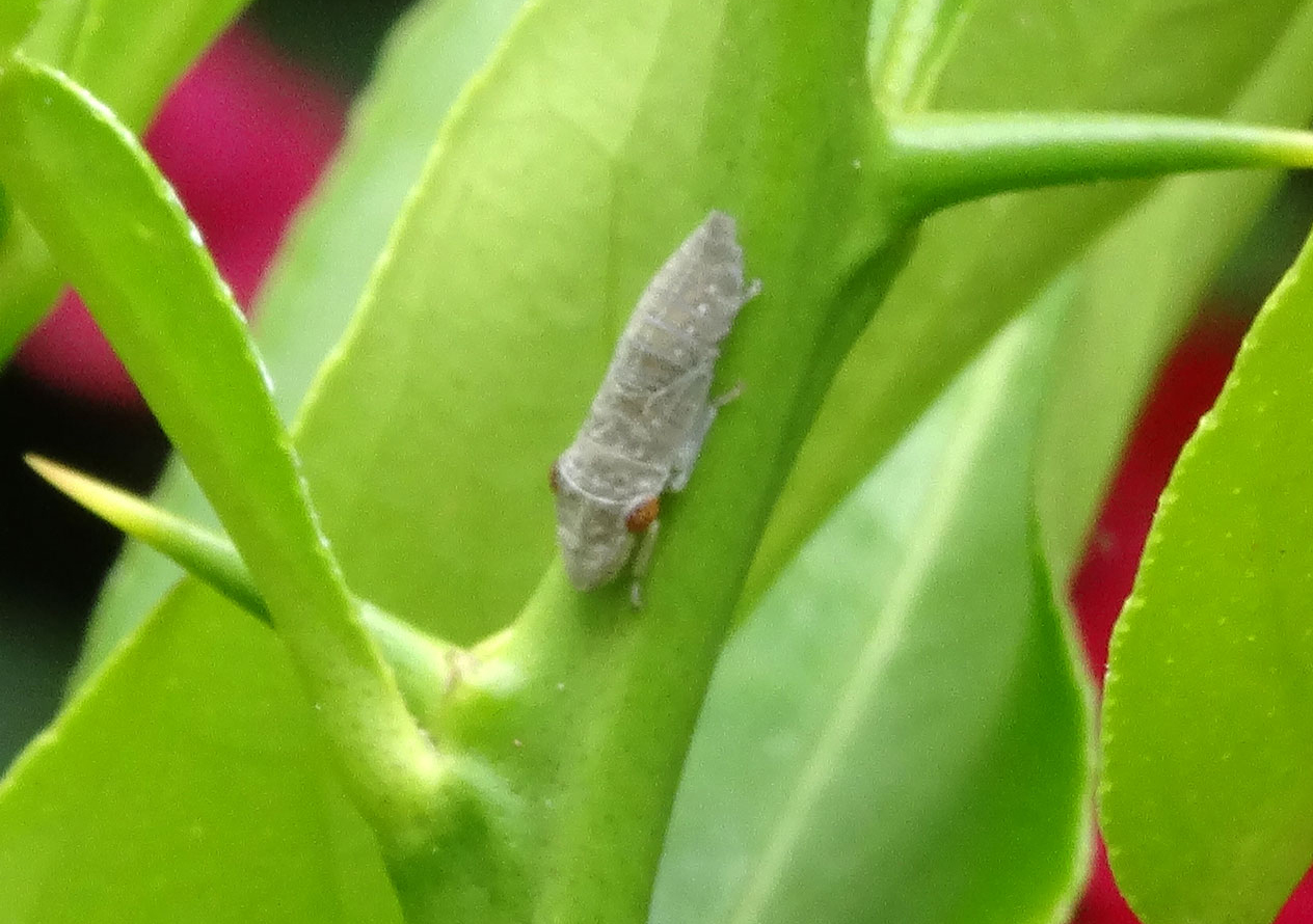 Homalodisca vitripennis nymph
