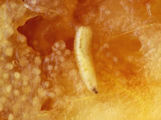 Medfly larva in fruit