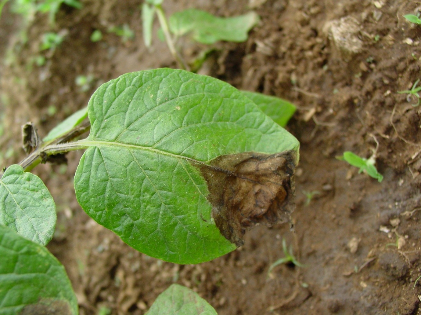 Late blight infection will spread and eventually the whole leaf will be killed