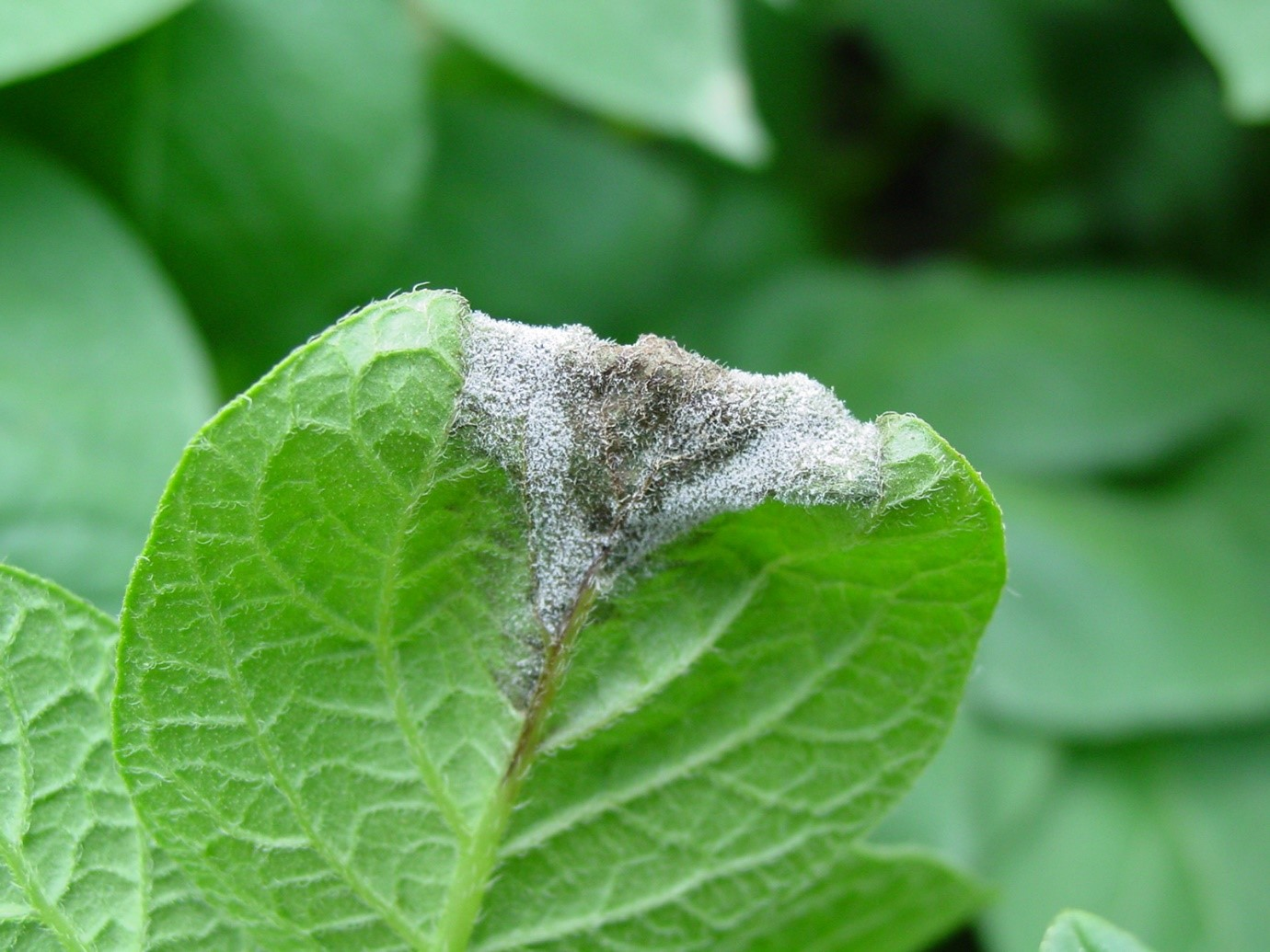 White fluffy growth on underside of an infected leaf