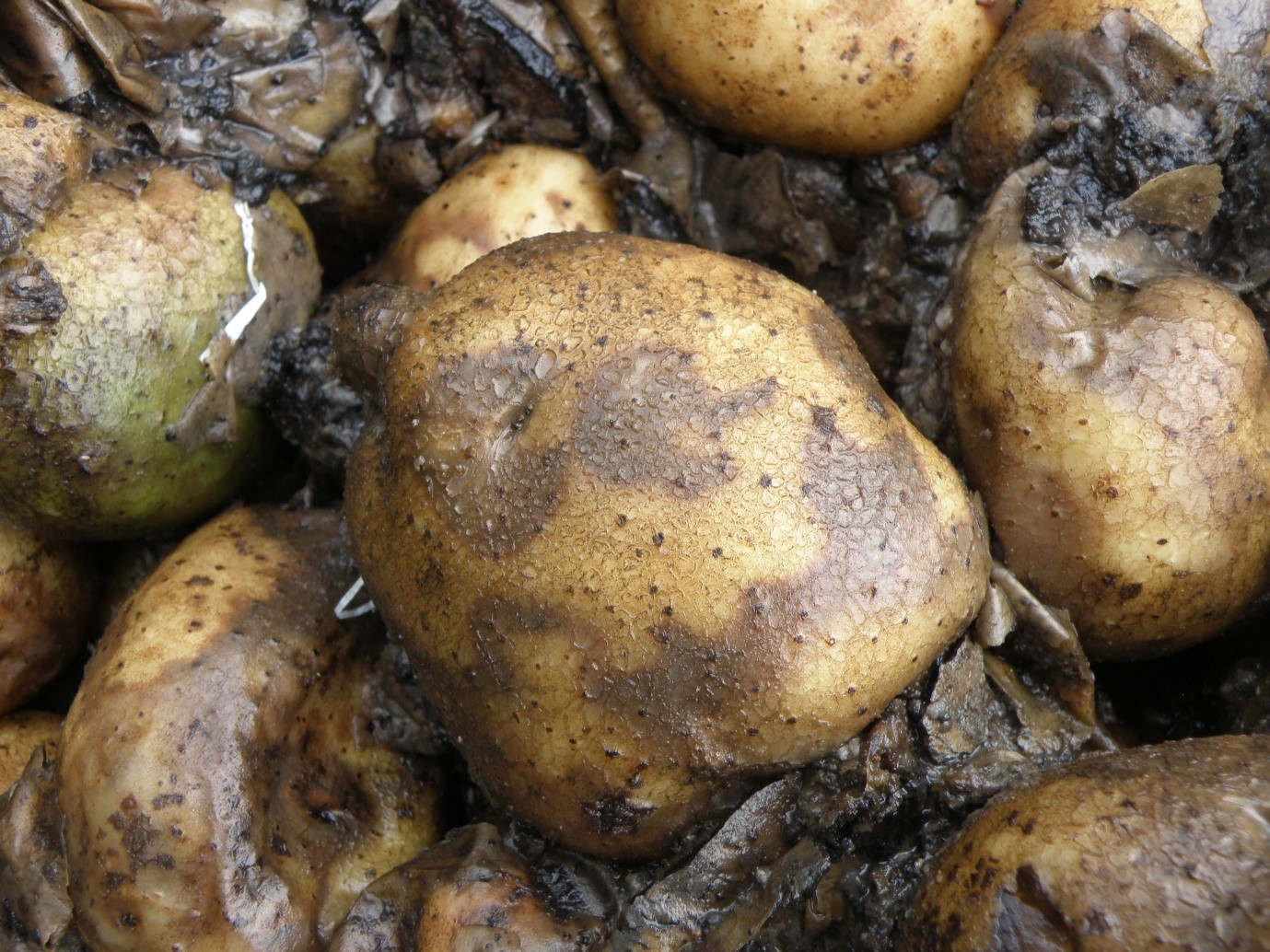Potato tubers infected with late blight