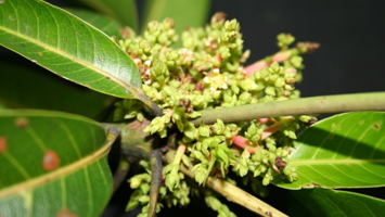 Distorted flower panicle of a mango tree infected with mango malformation disease 