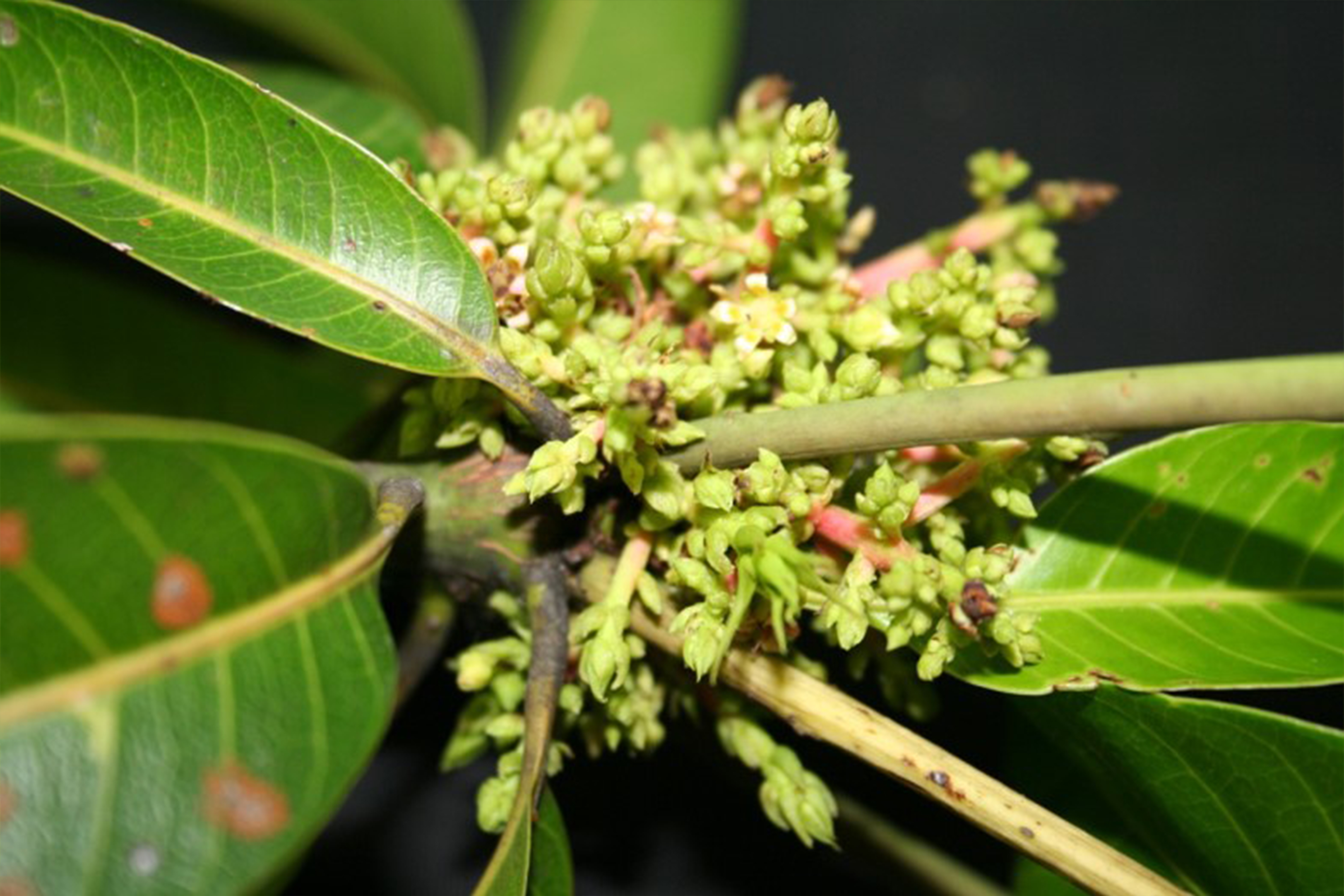 Distorted flower panicle of a mango tree infected with mango malformation disease 