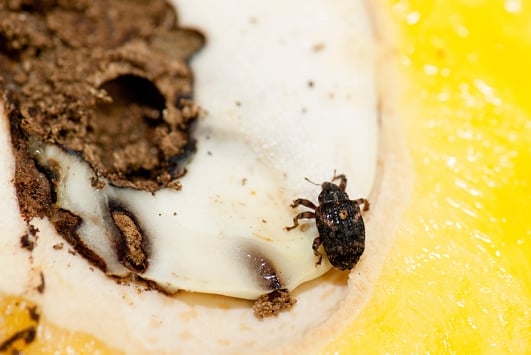 Adult mango seed weevil