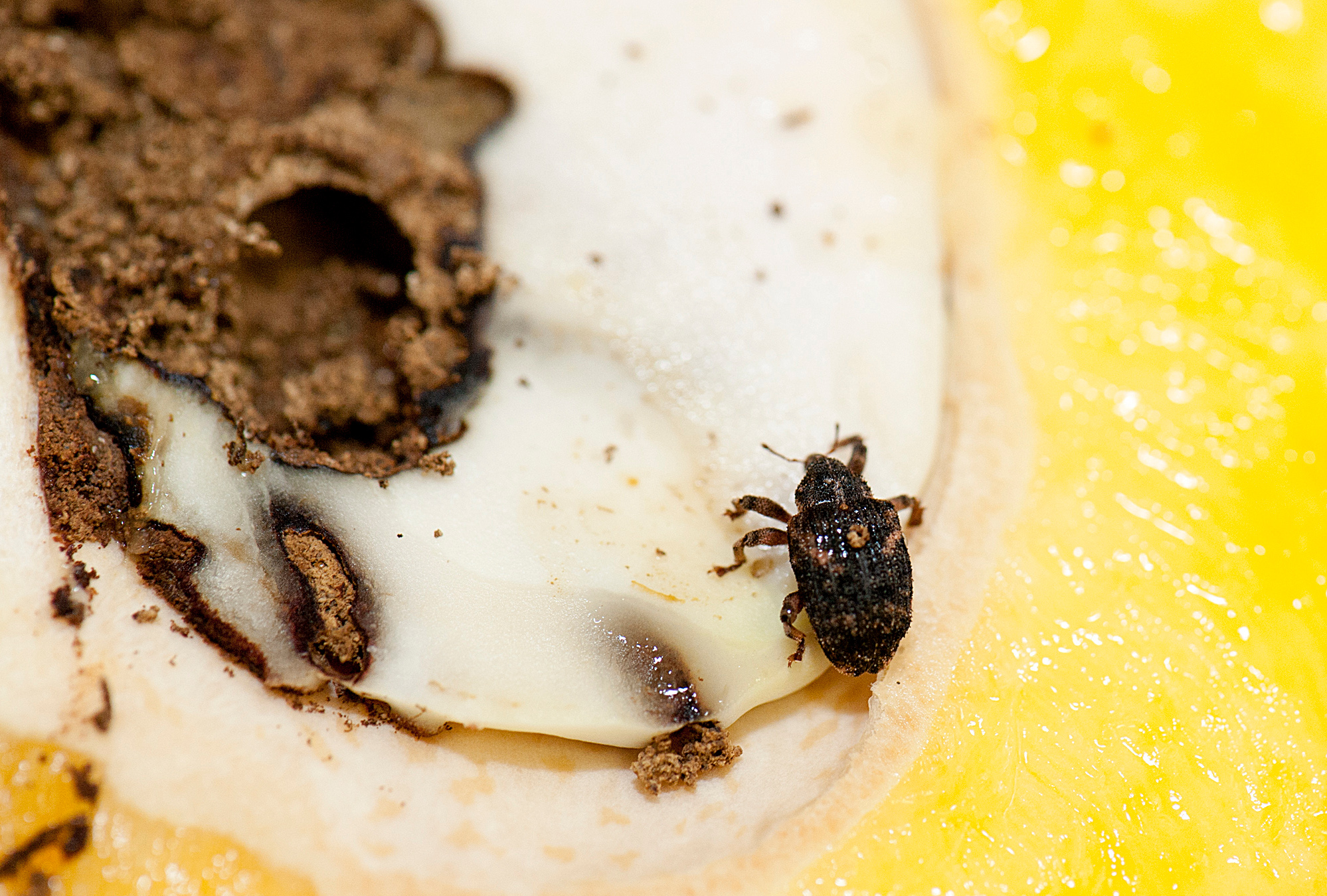 Adult mango seed weevil