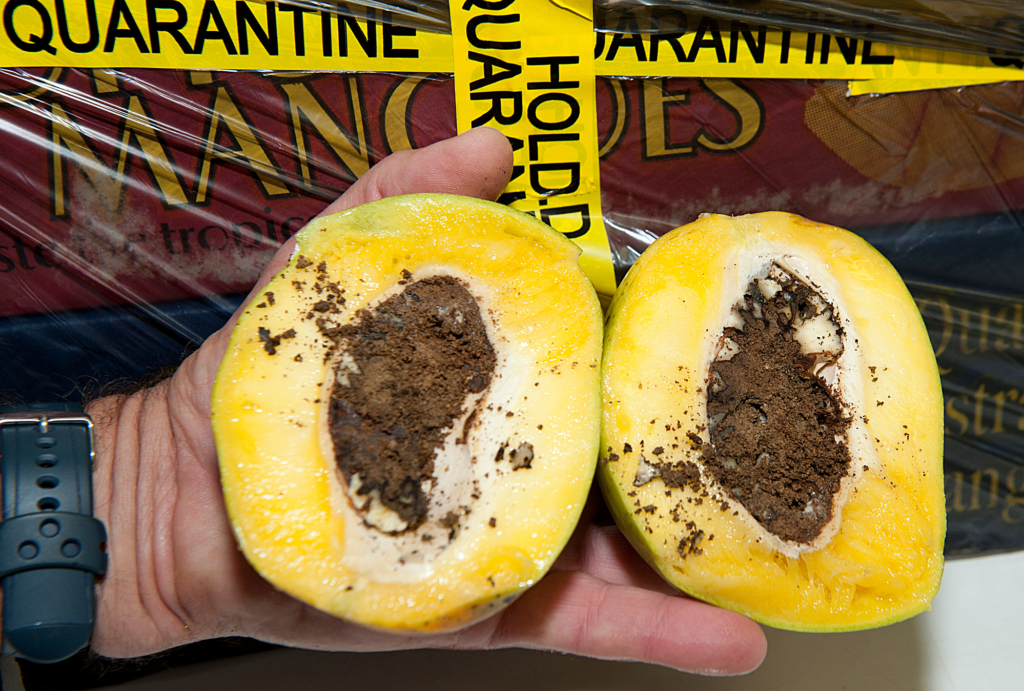 Mango seed weevil damage