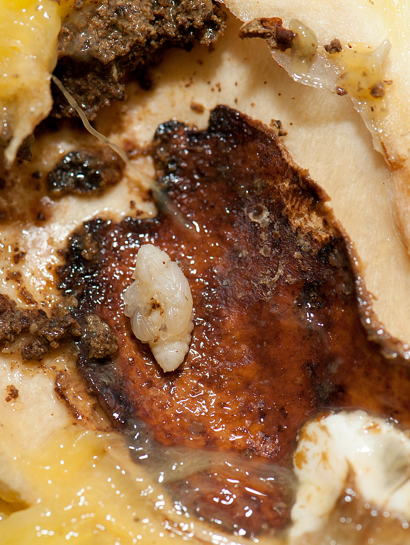 Mango seed weevil pupa