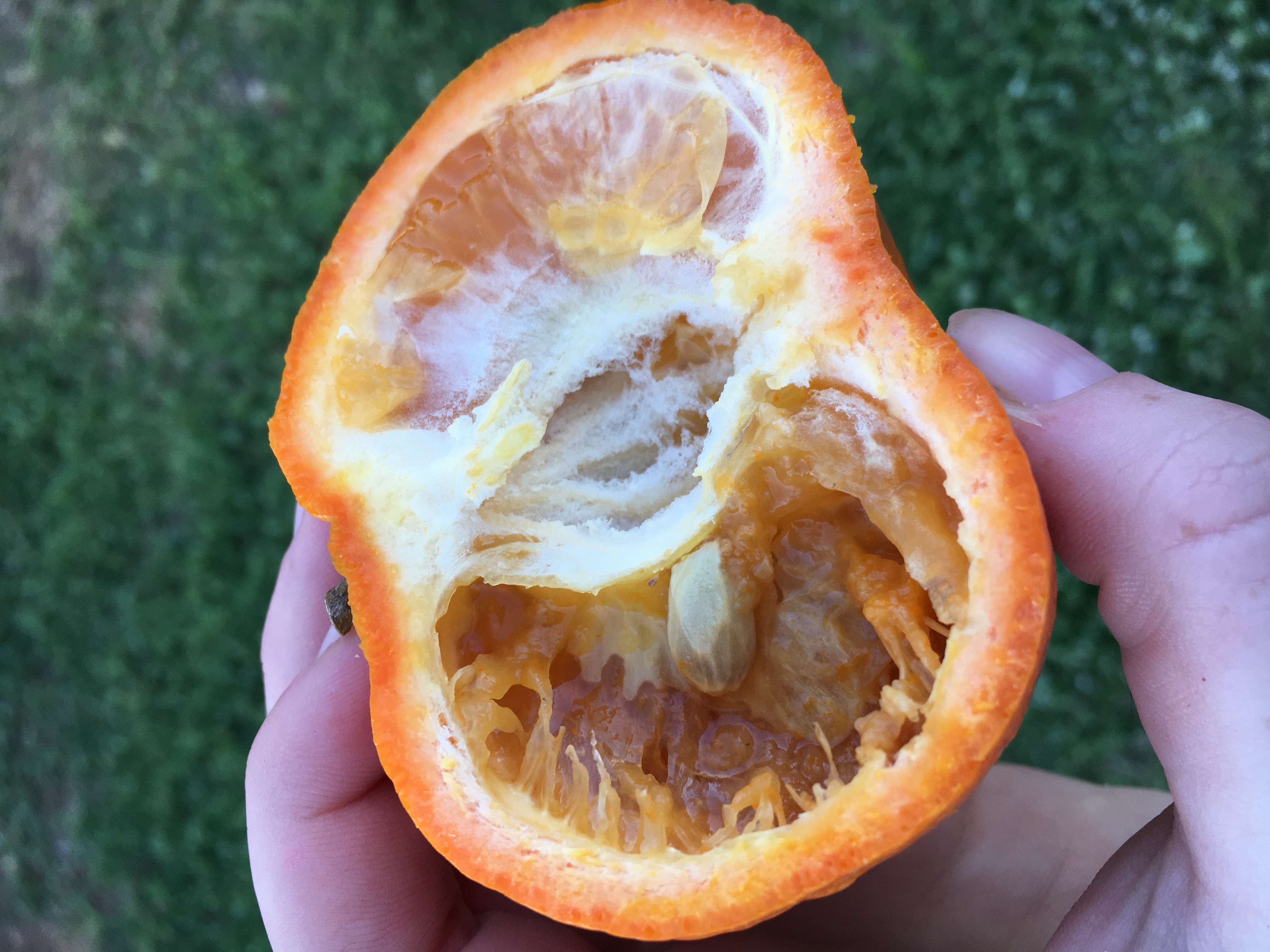 Damaged orange flesh caused by Medfly larvae