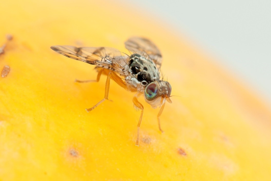 Medfly on mango