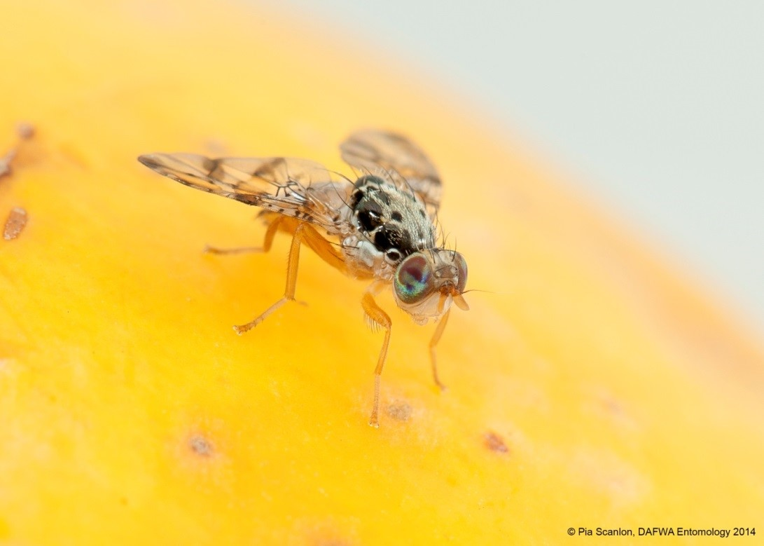 Medfly on mango