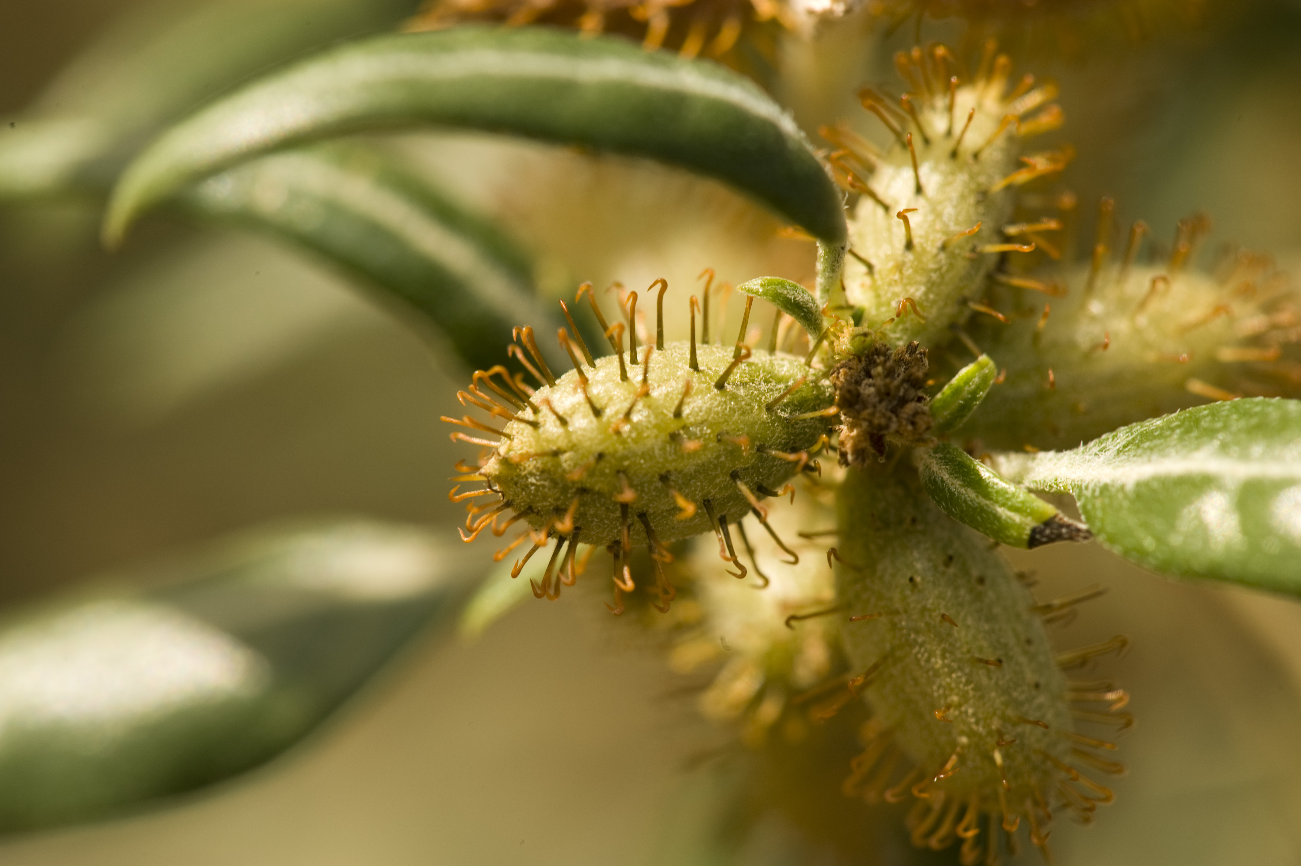 Spiky burrs on plant