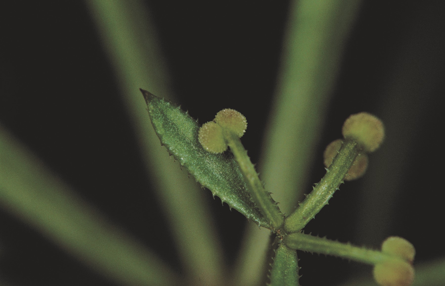 Close-up of plant with prickly leaves and stems, and pairs of seeds