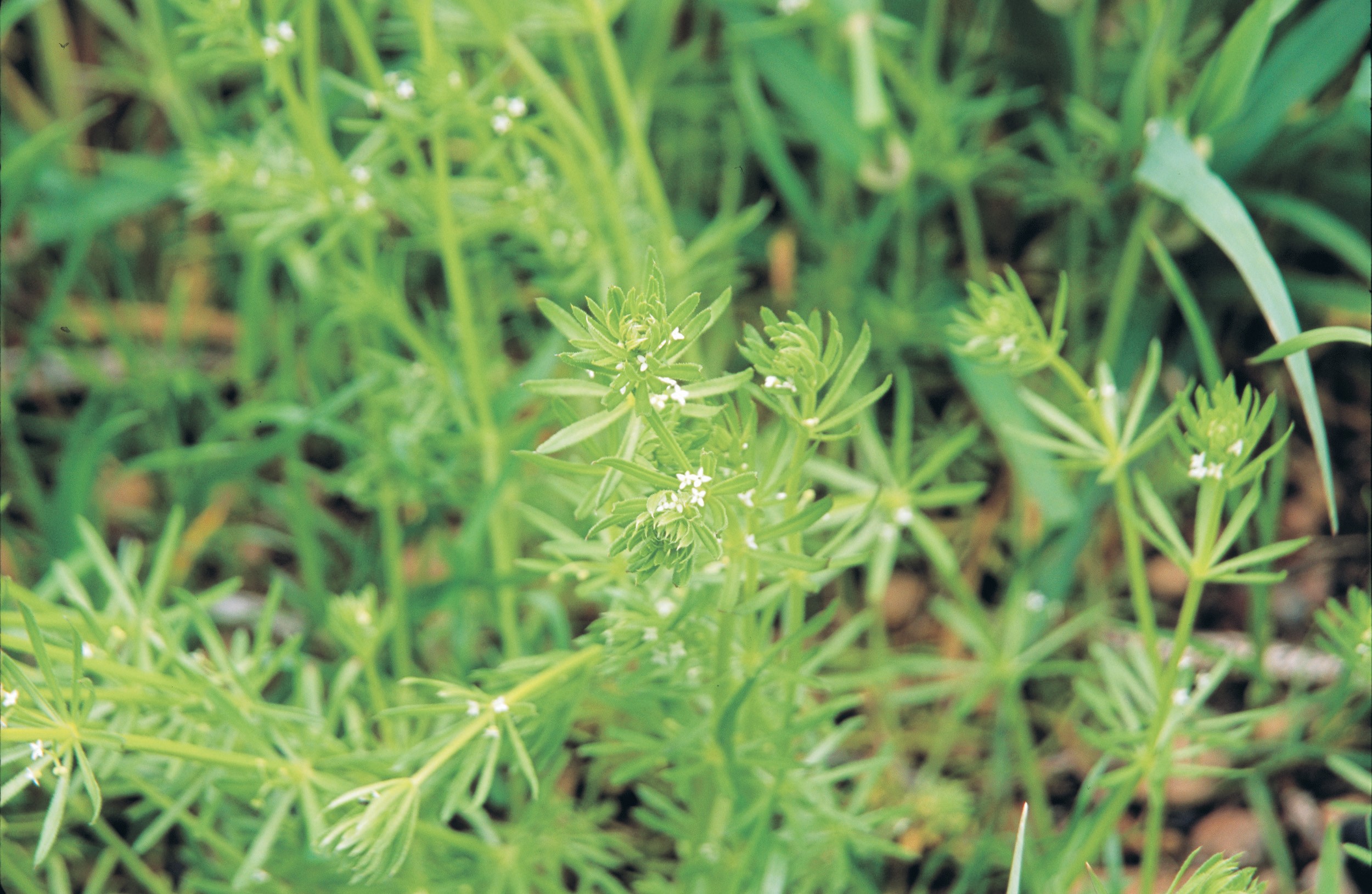 Plant with small white flowers and narrow, flat leaves