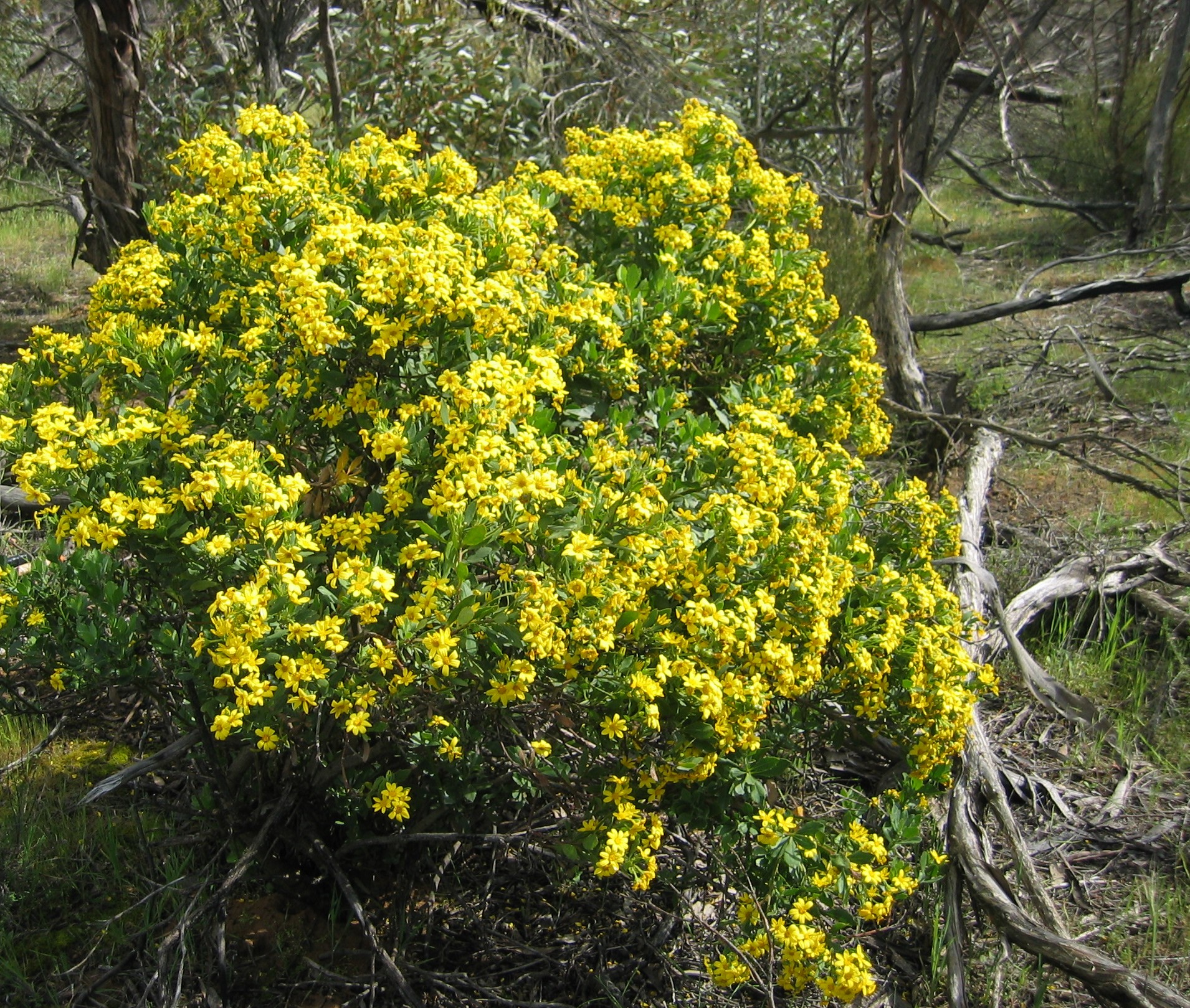 Boneseed bush