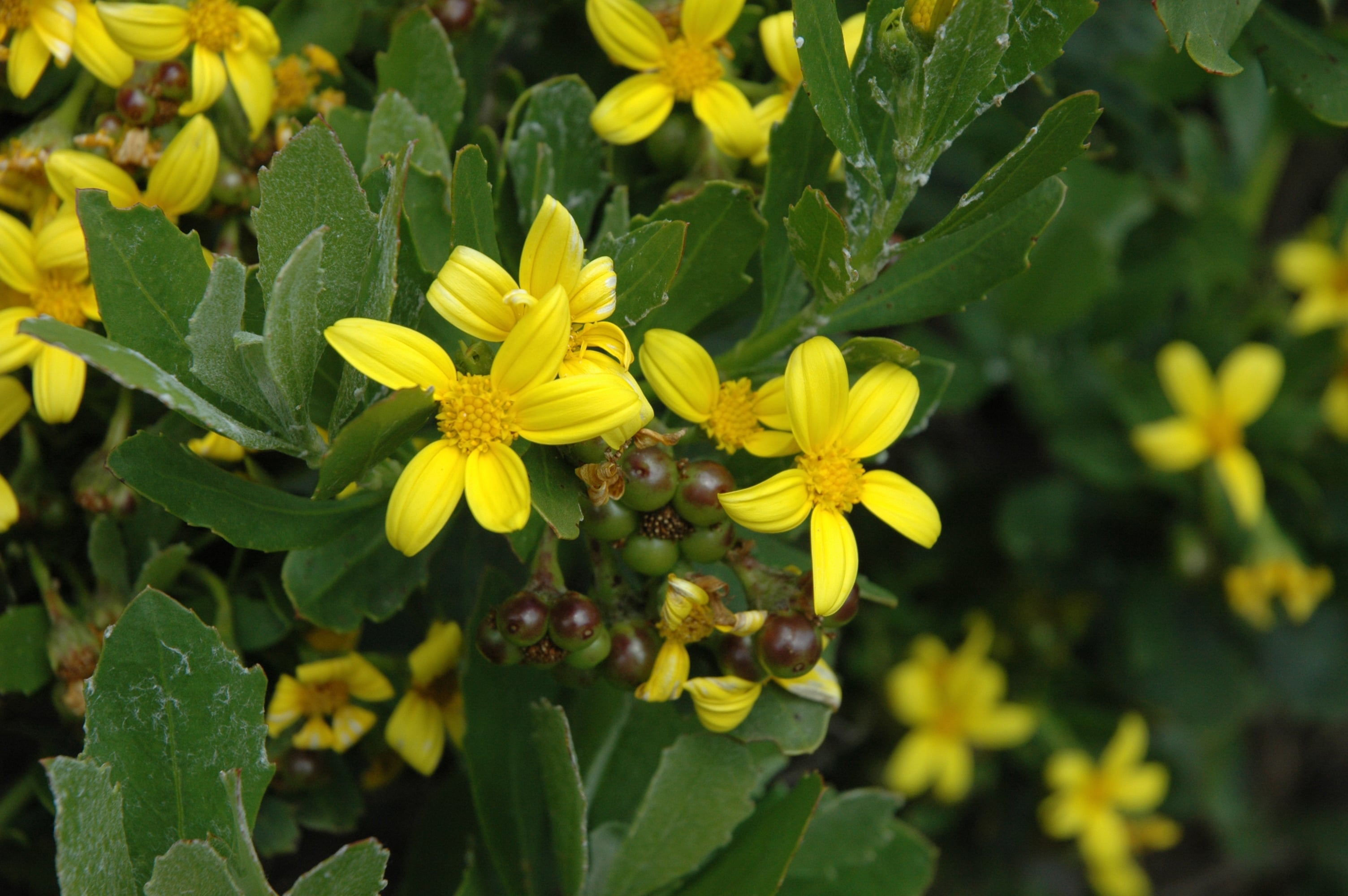 Boneseed flowers