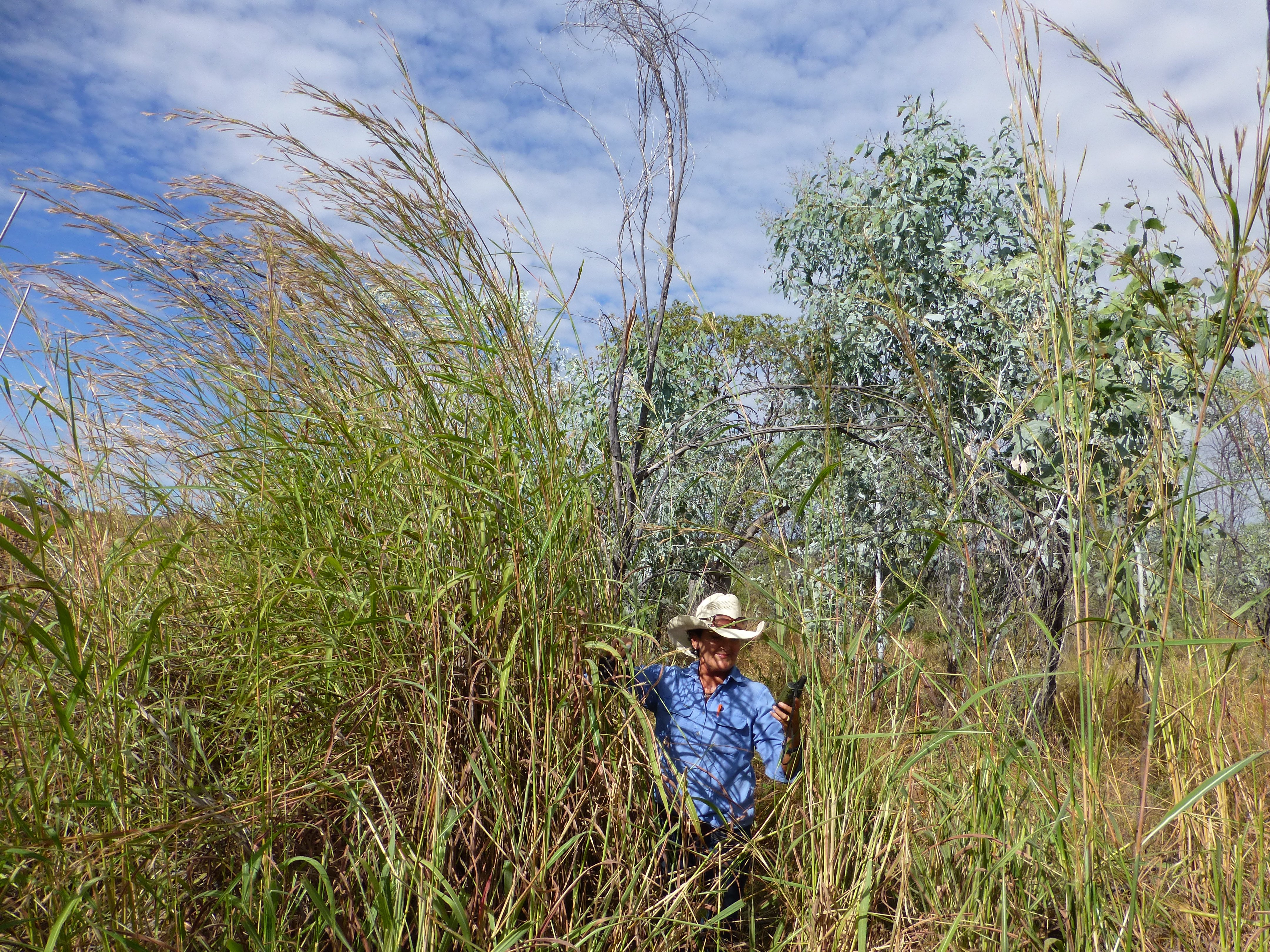 Gamba grass