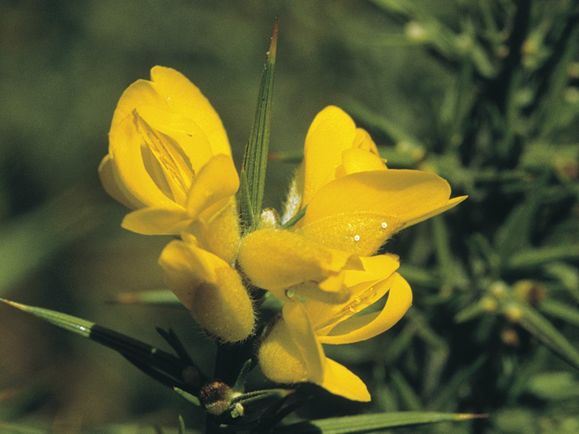 Yellow Gorse flowers on plant