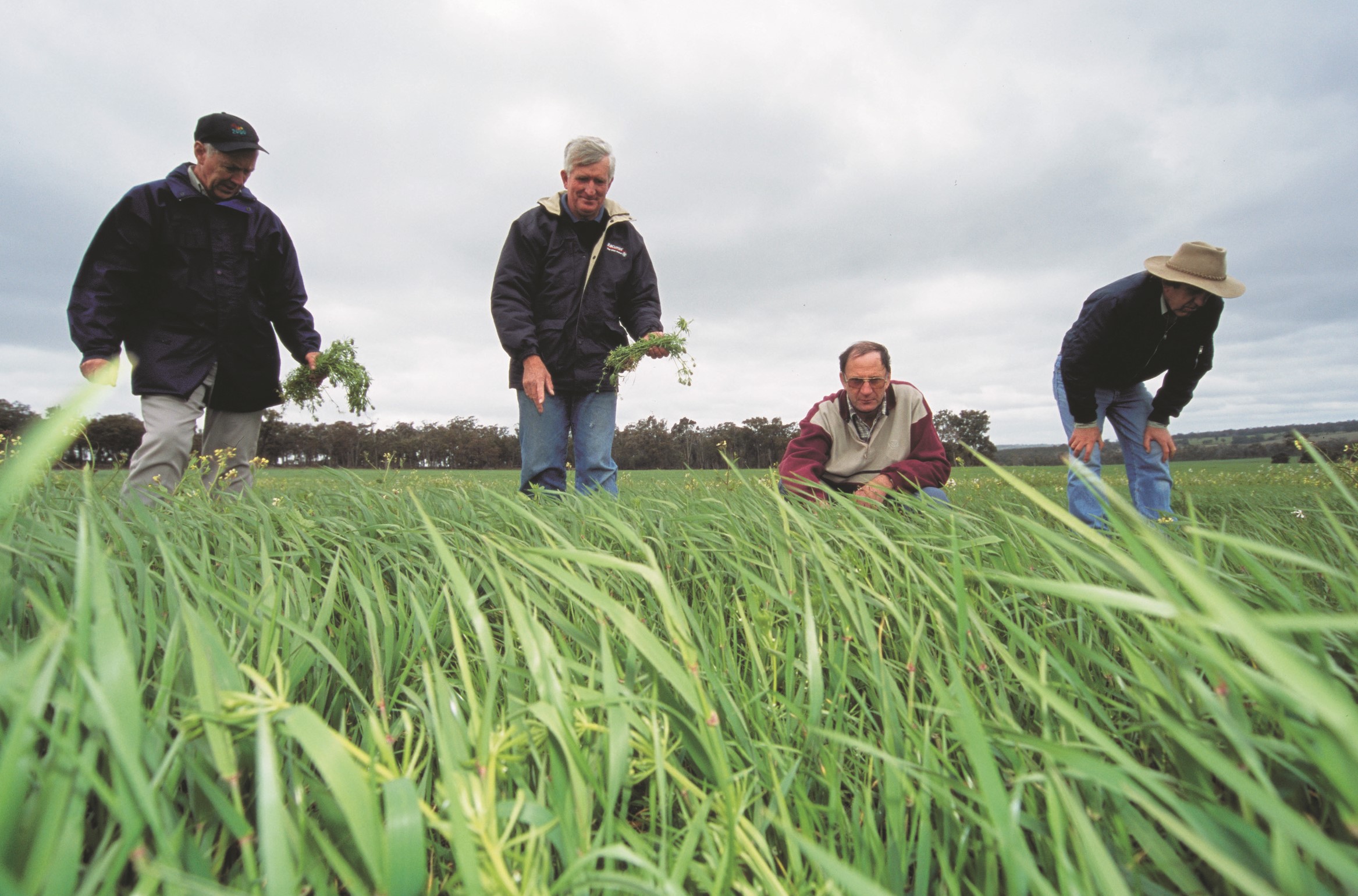 Four men looking closely at a barley crop