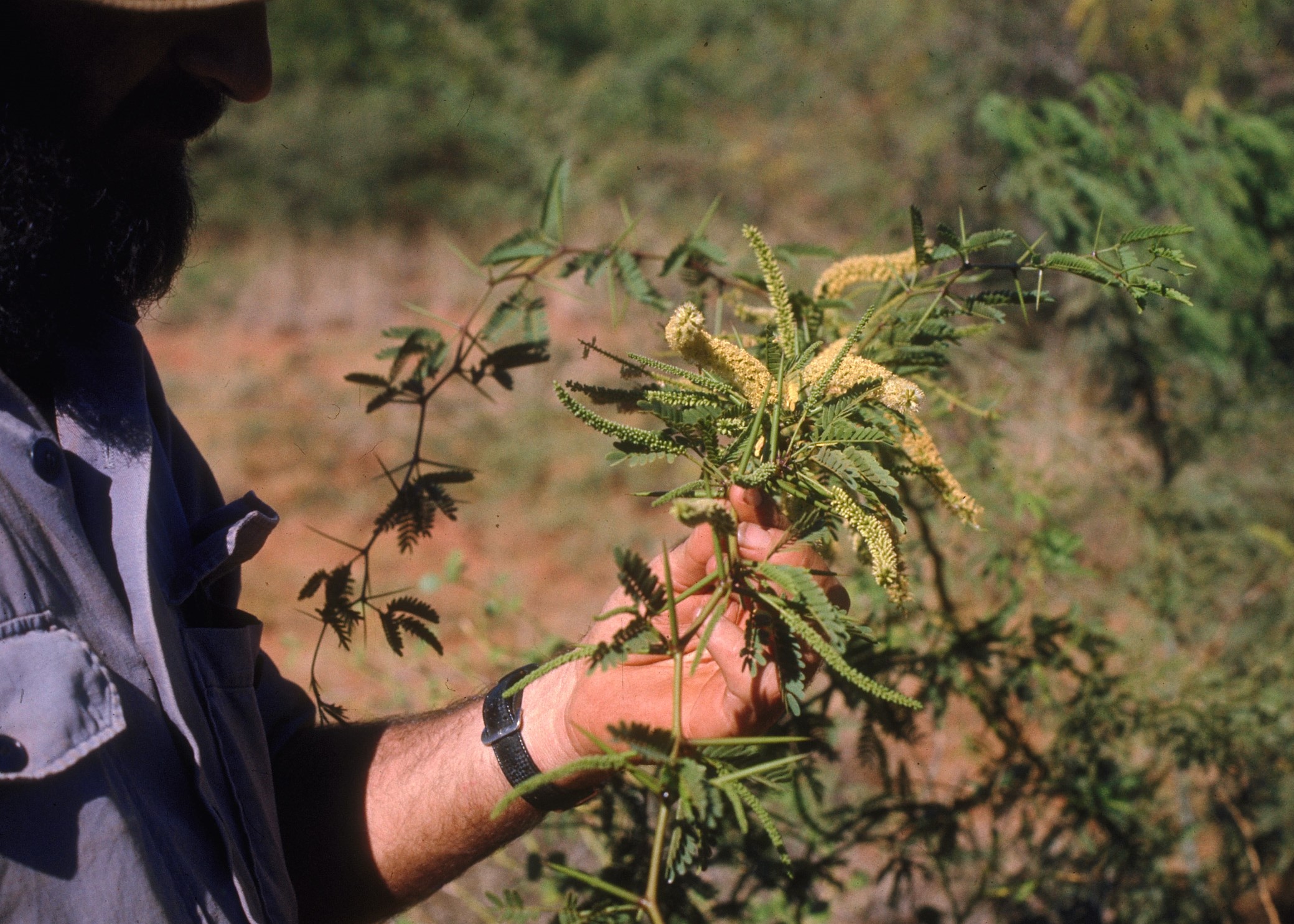 Man holding mesquite flowers and thorns