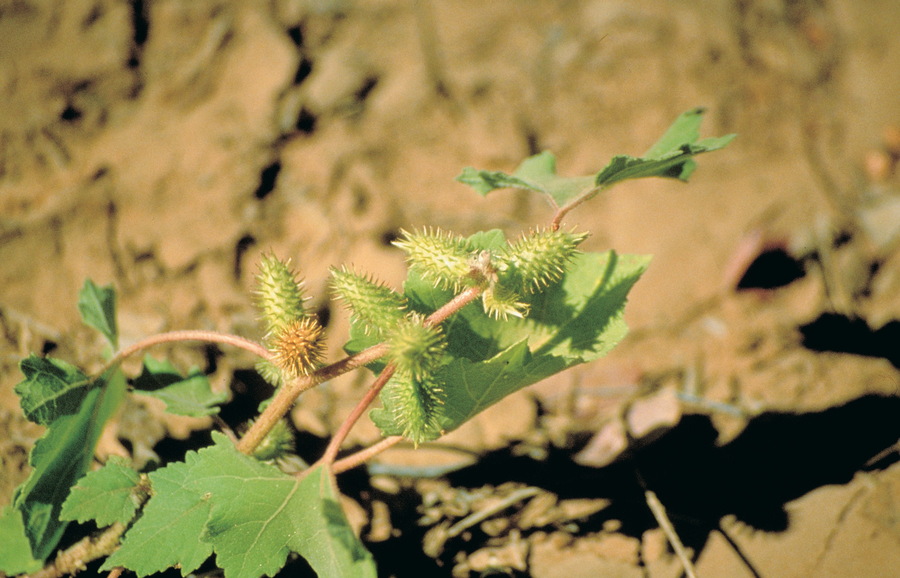 Spiny Noogoora burrs on plant