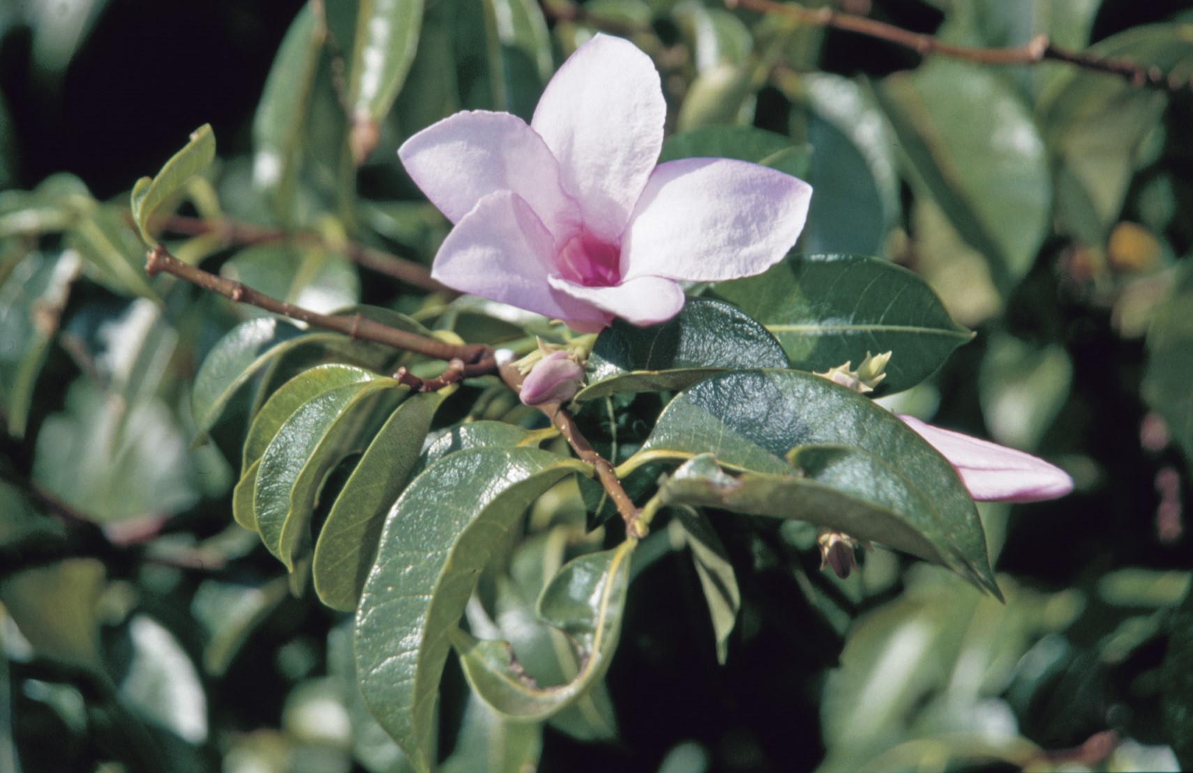 Pink flower among leaves