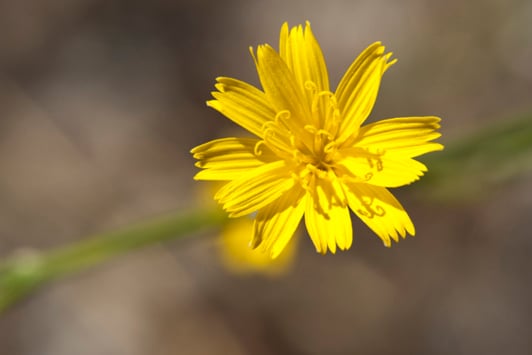 Close-up of yellow flower