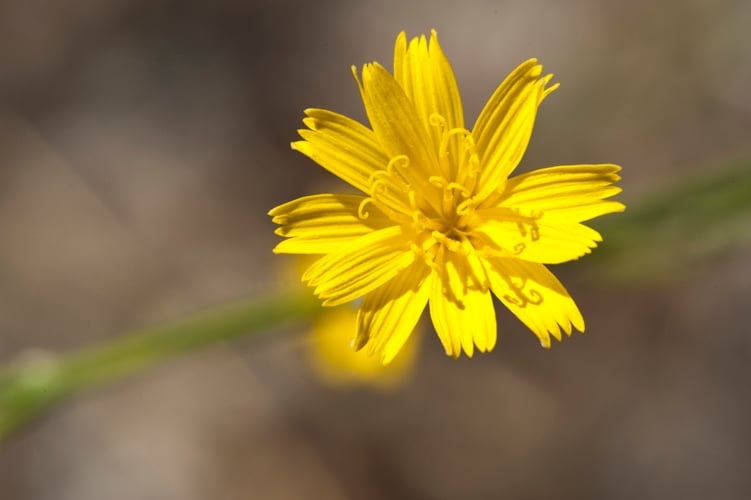 Close-up of yellow flower