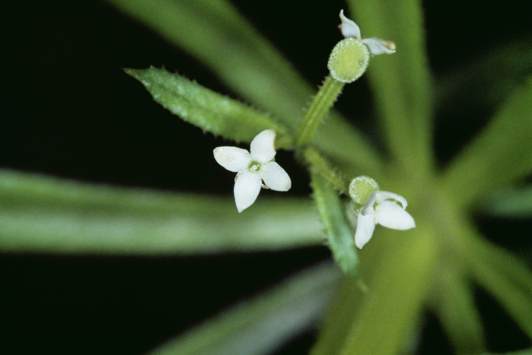 Tiny white flowers on long stems