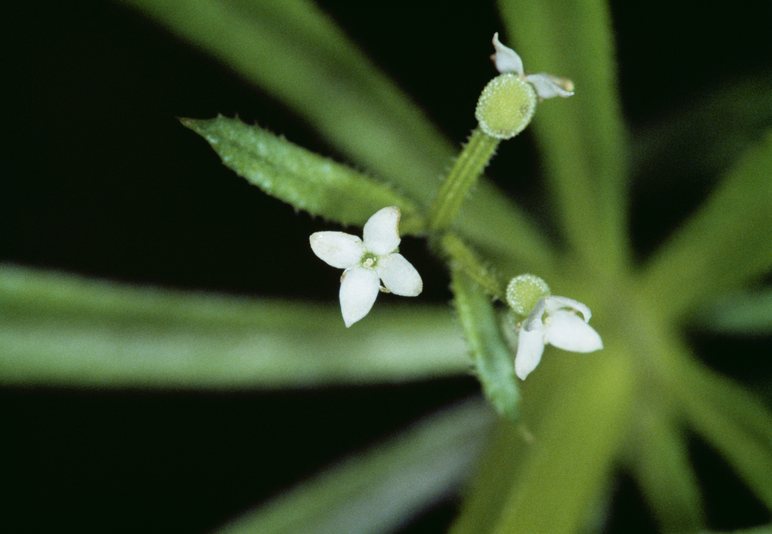 Tiny white flowers on long stems
