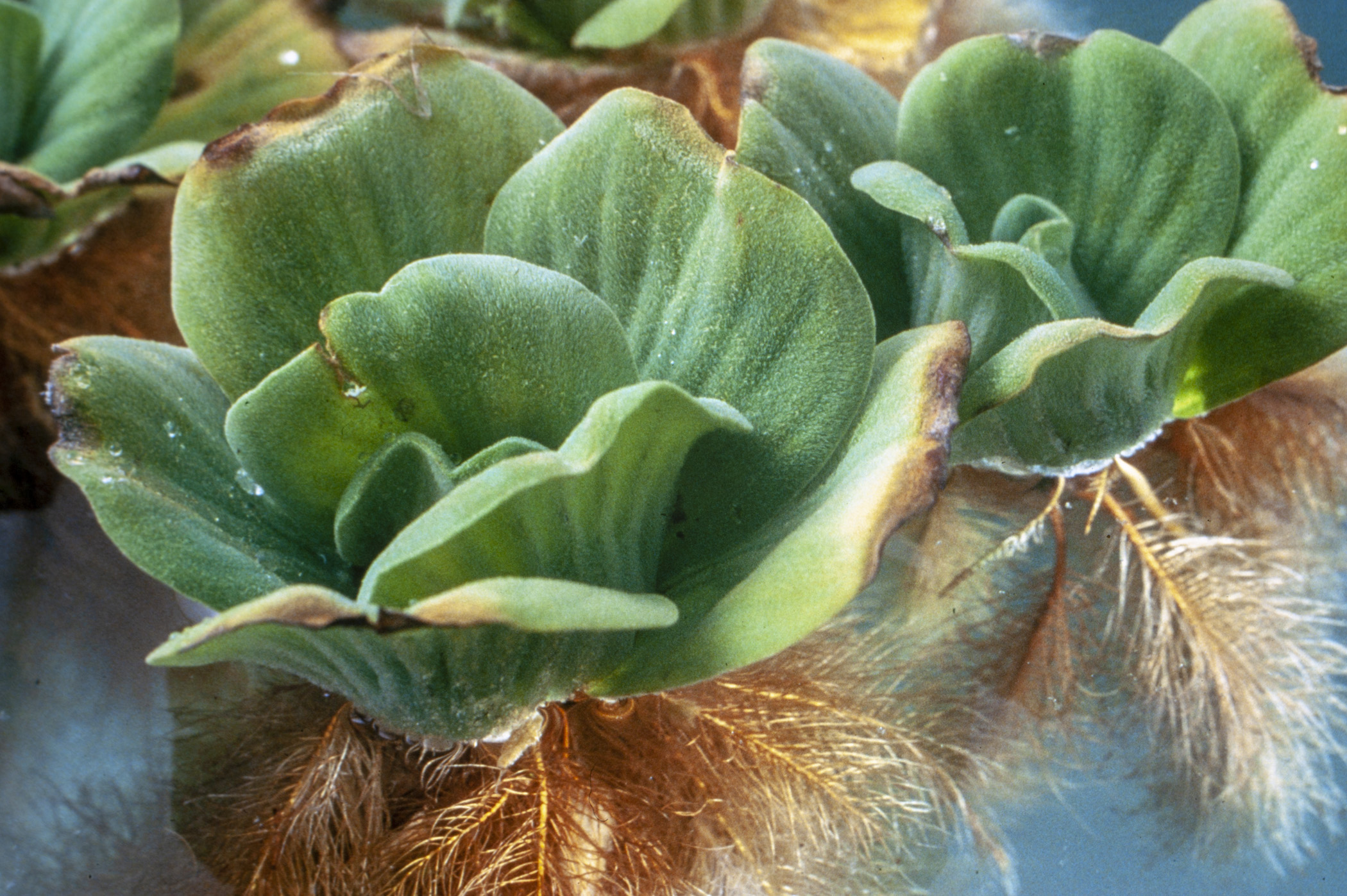 Close up of lettuce-like water plant