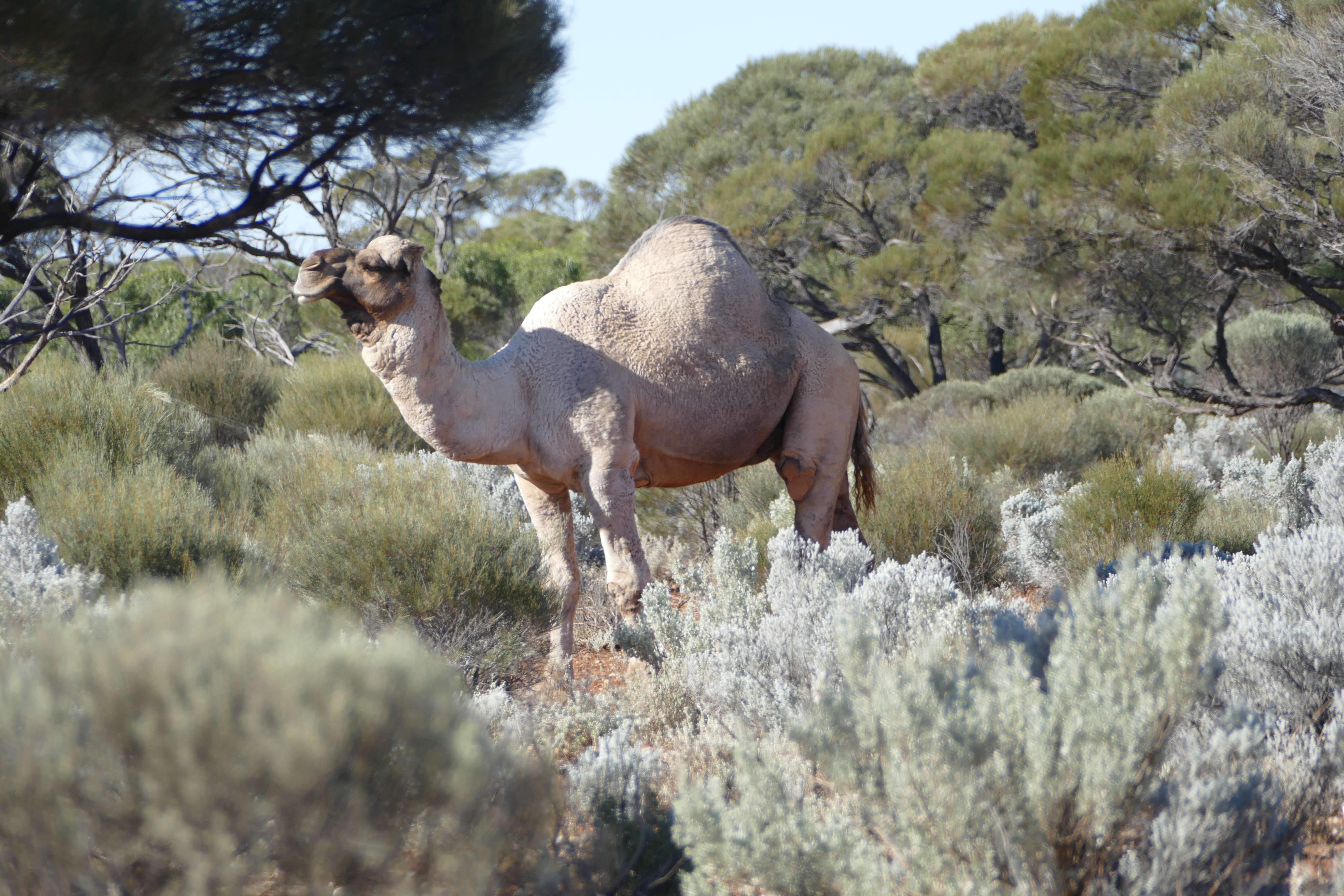 Feral camel in the bush