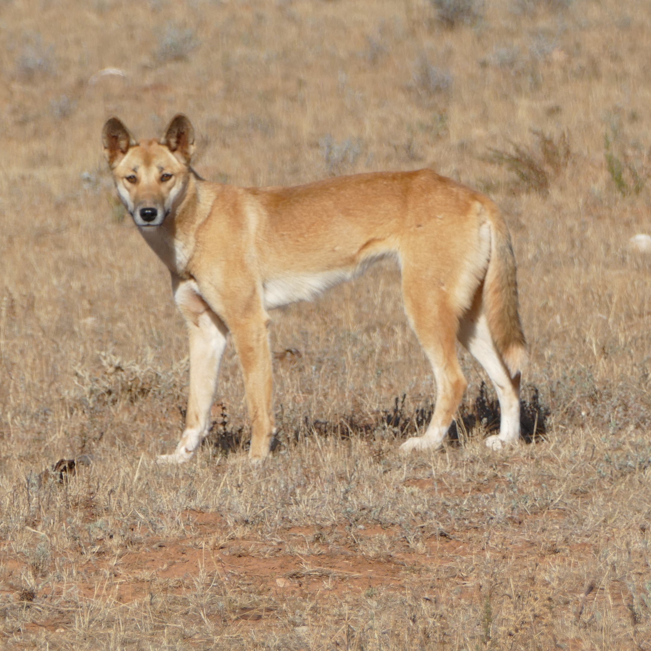 Wild dog with dingo features
