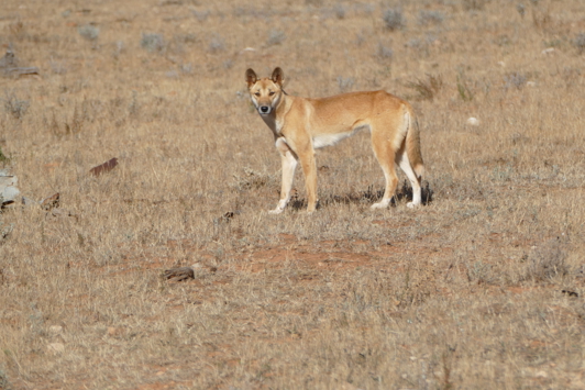 Dingo in a field