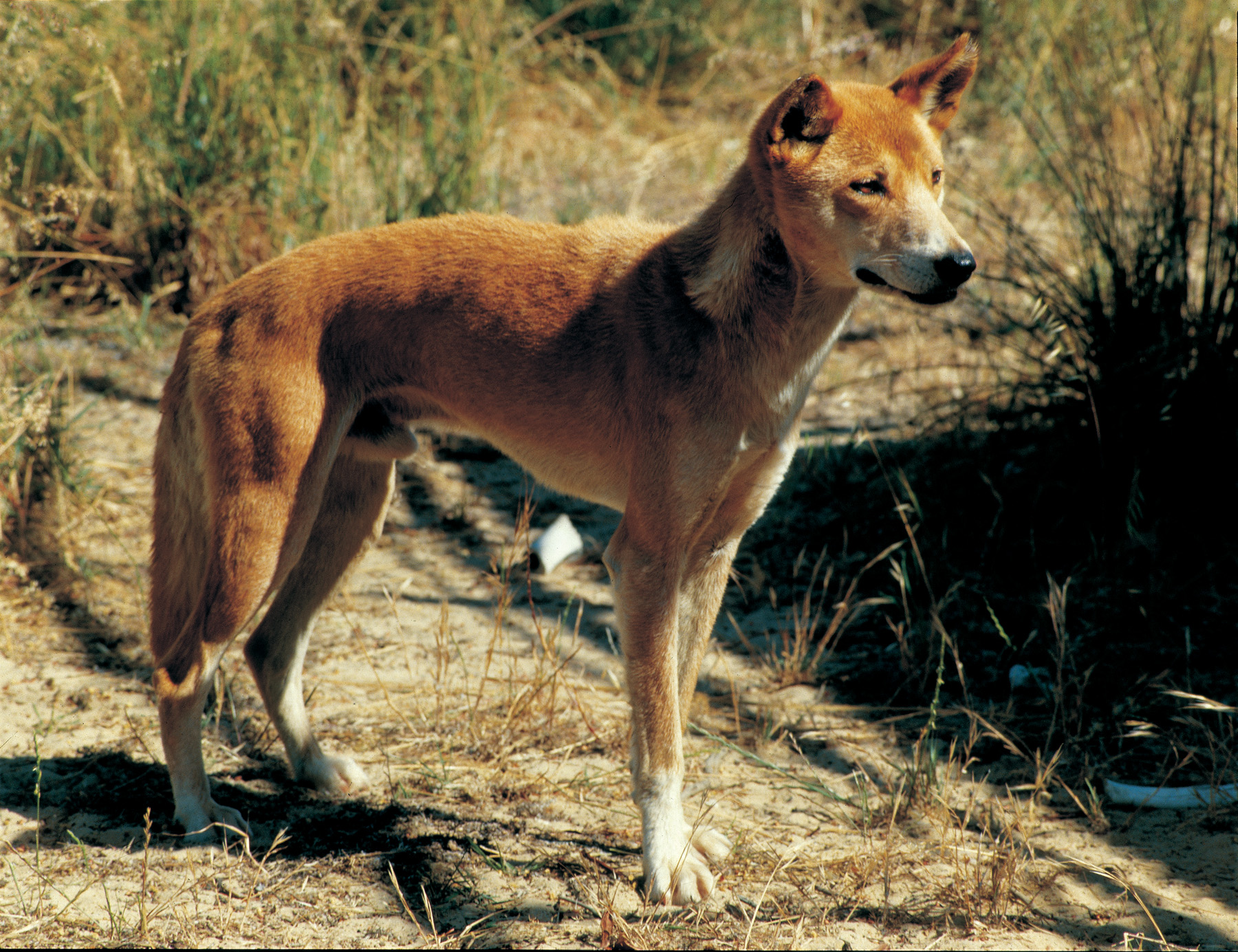 Wild dog in wild
