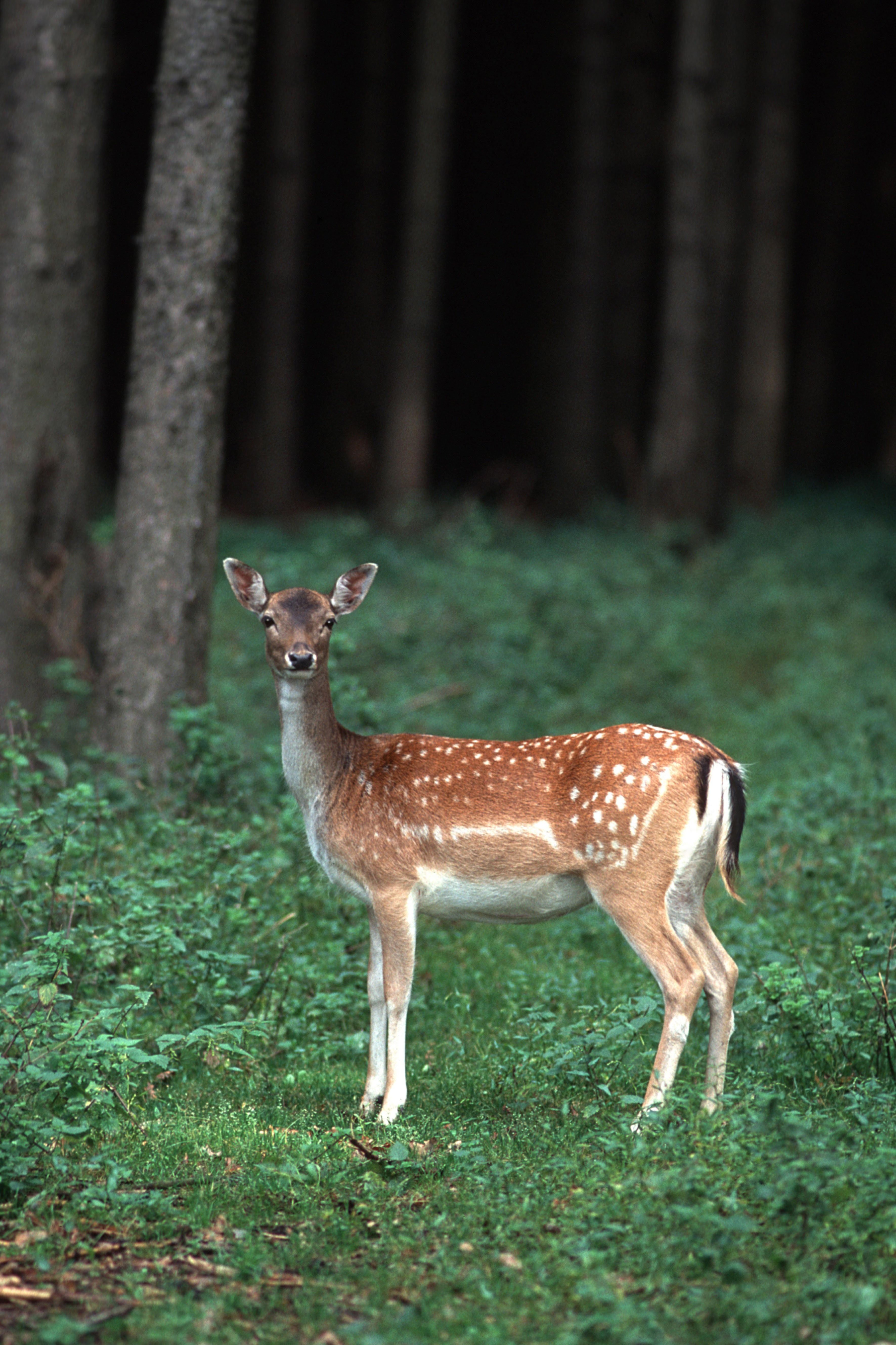 Female fallow deer