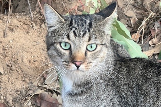 Feral cat in bush