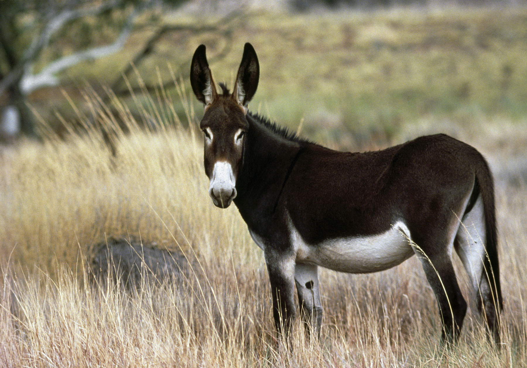 Feral donkey in the rangelands