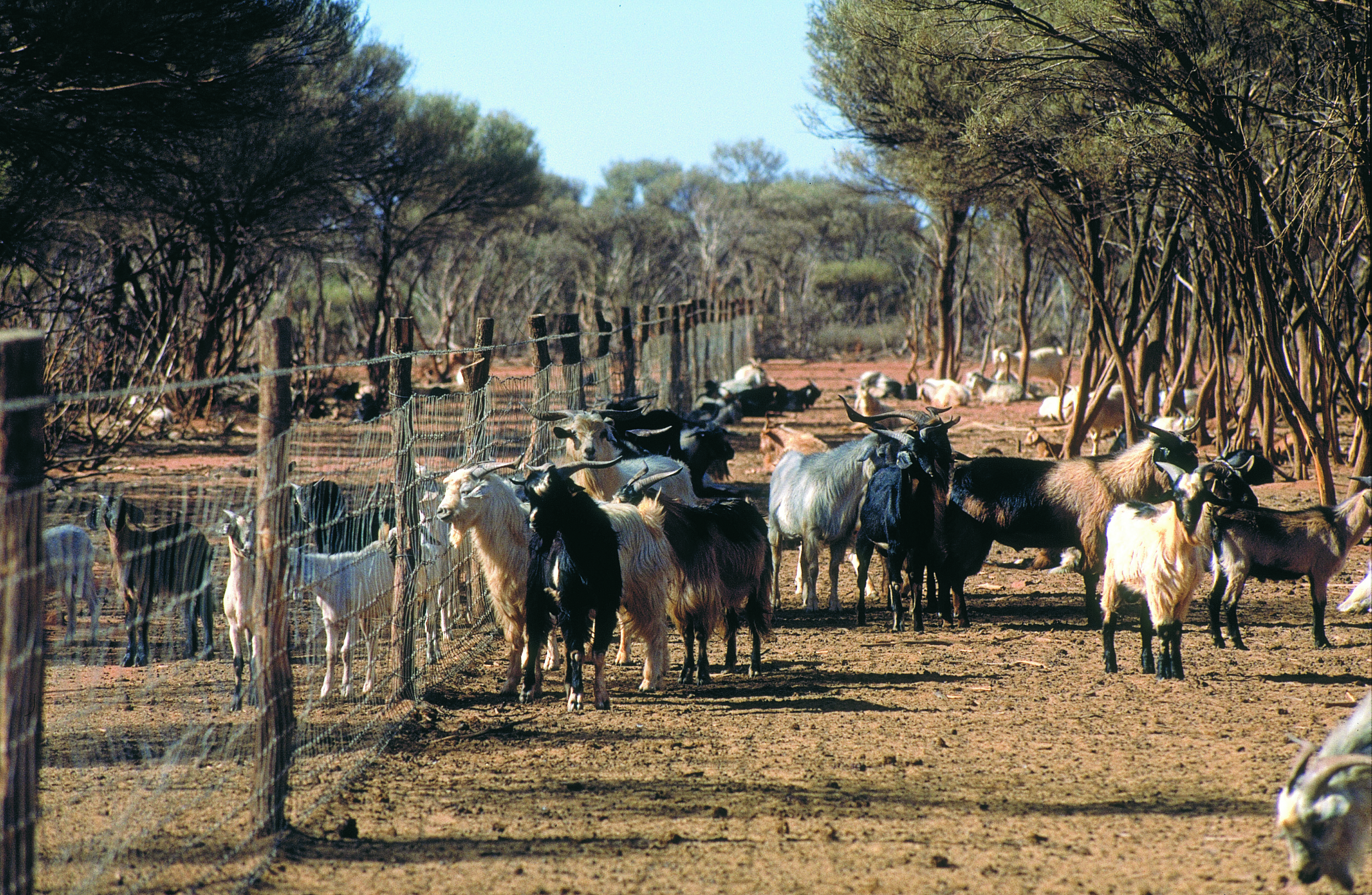 Feral goats against fence