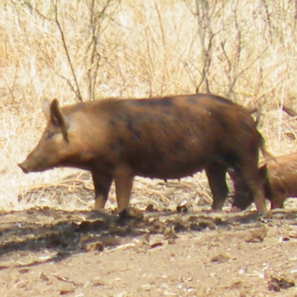 Feral pigs by waterhole in the rangelands