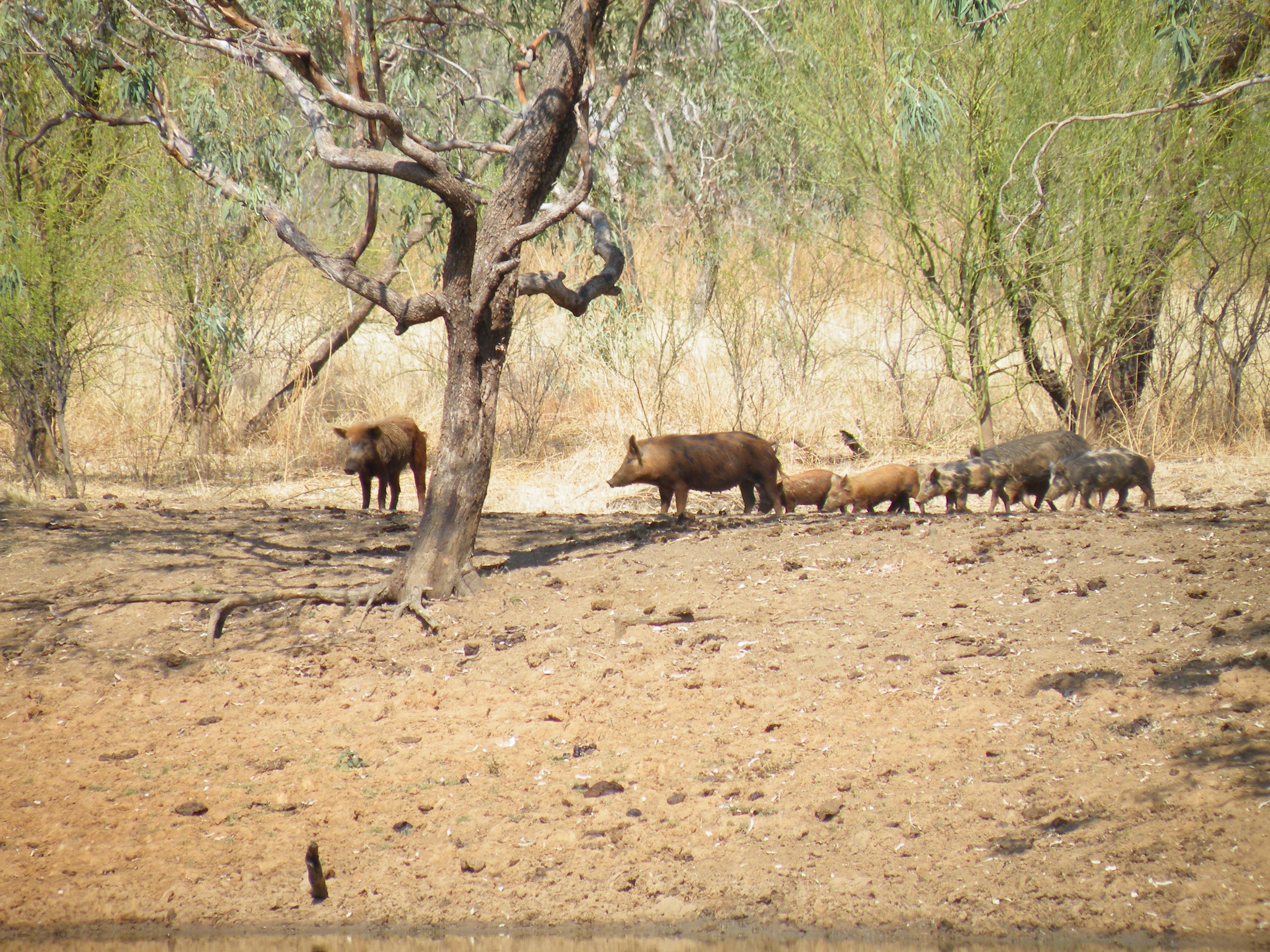 Feral pigs at waterhole in the Kimberley