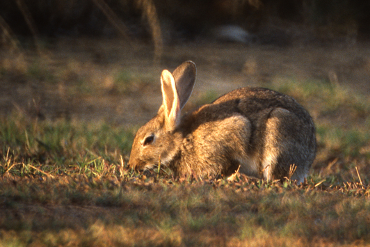 Rabbit grazing on pasture