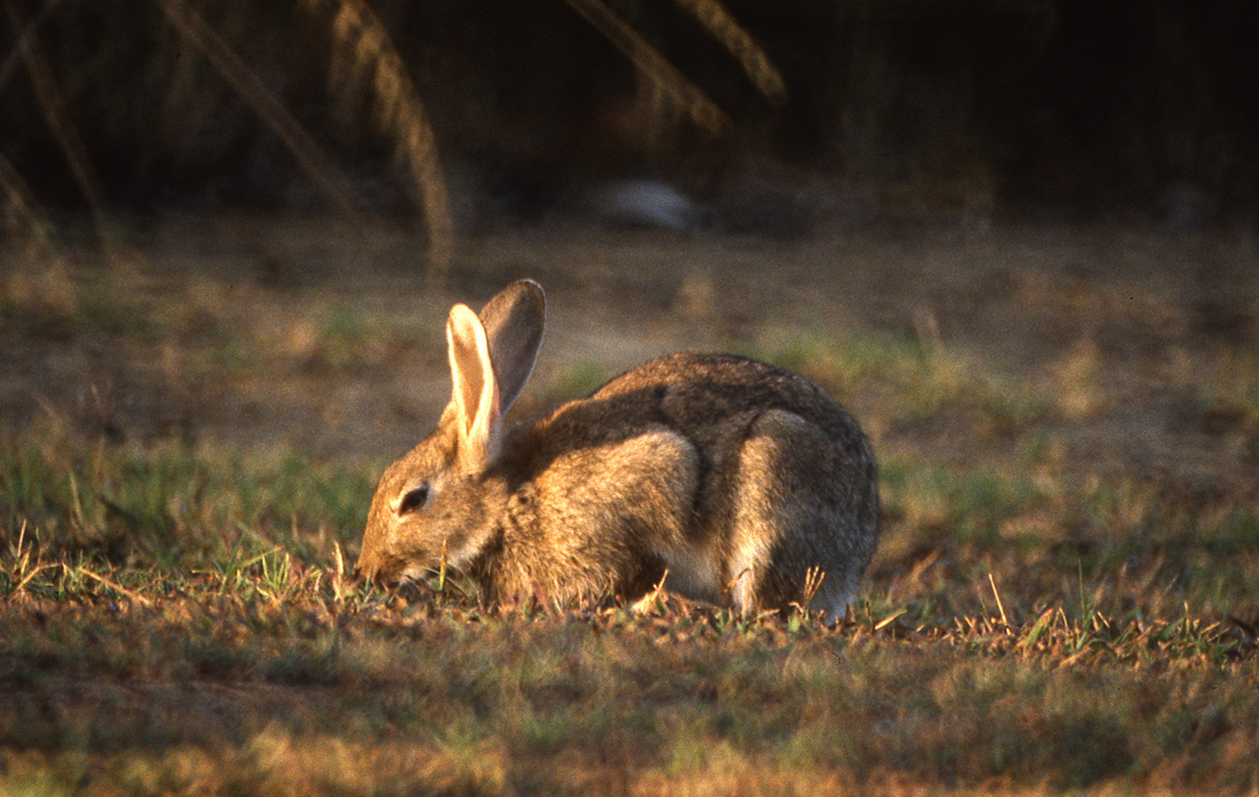 Rabbit grazing on pasture