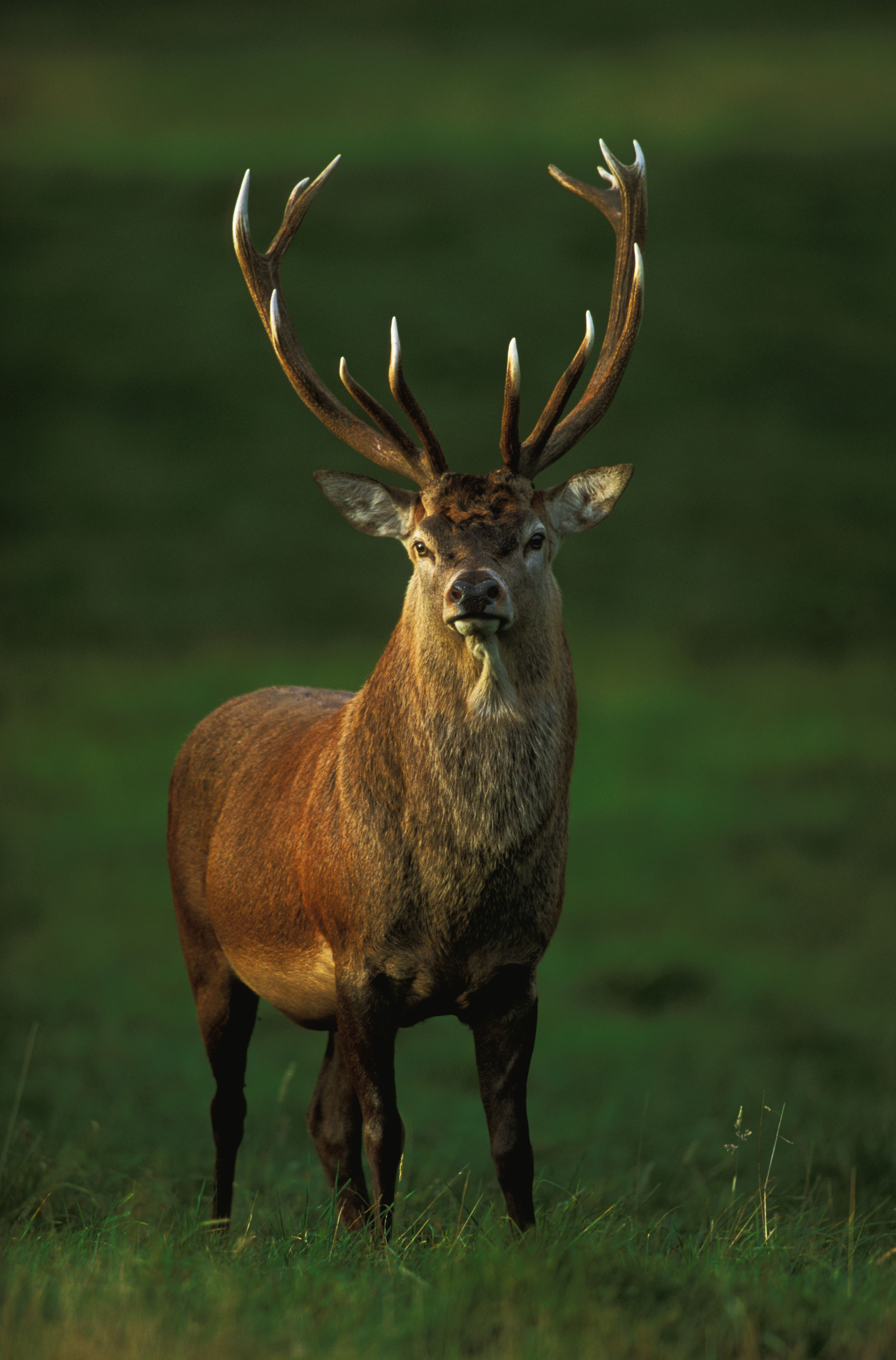 Male red deer