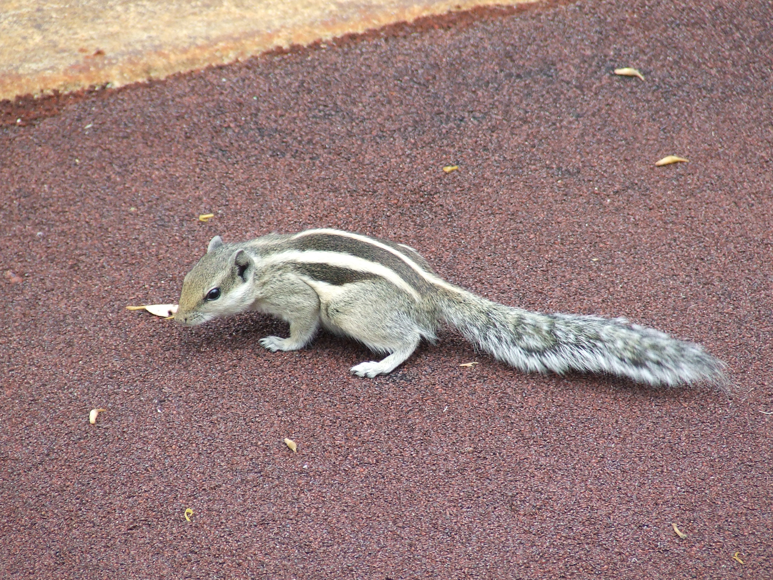 Northern palm squirrel on path
