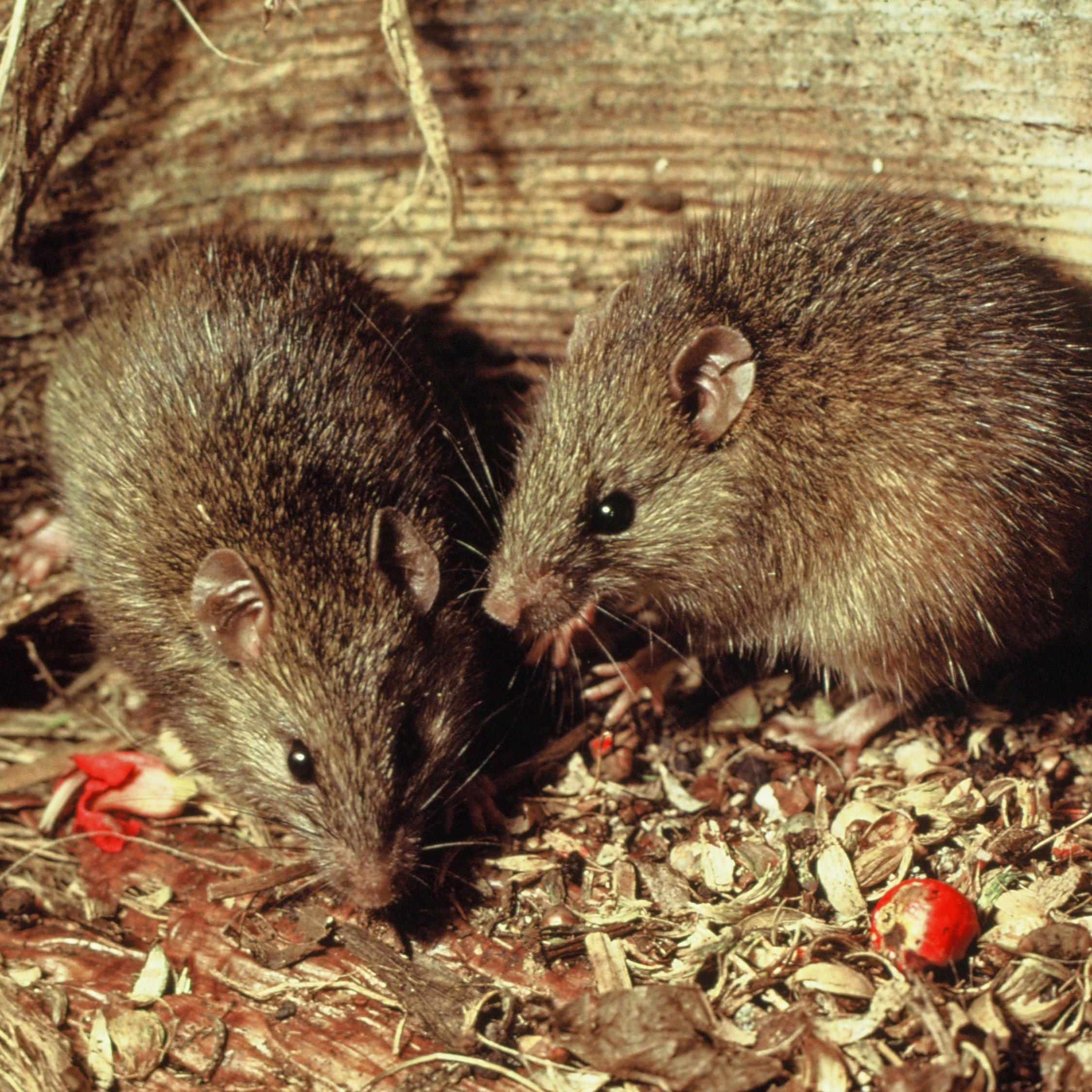 Two pacific rats
