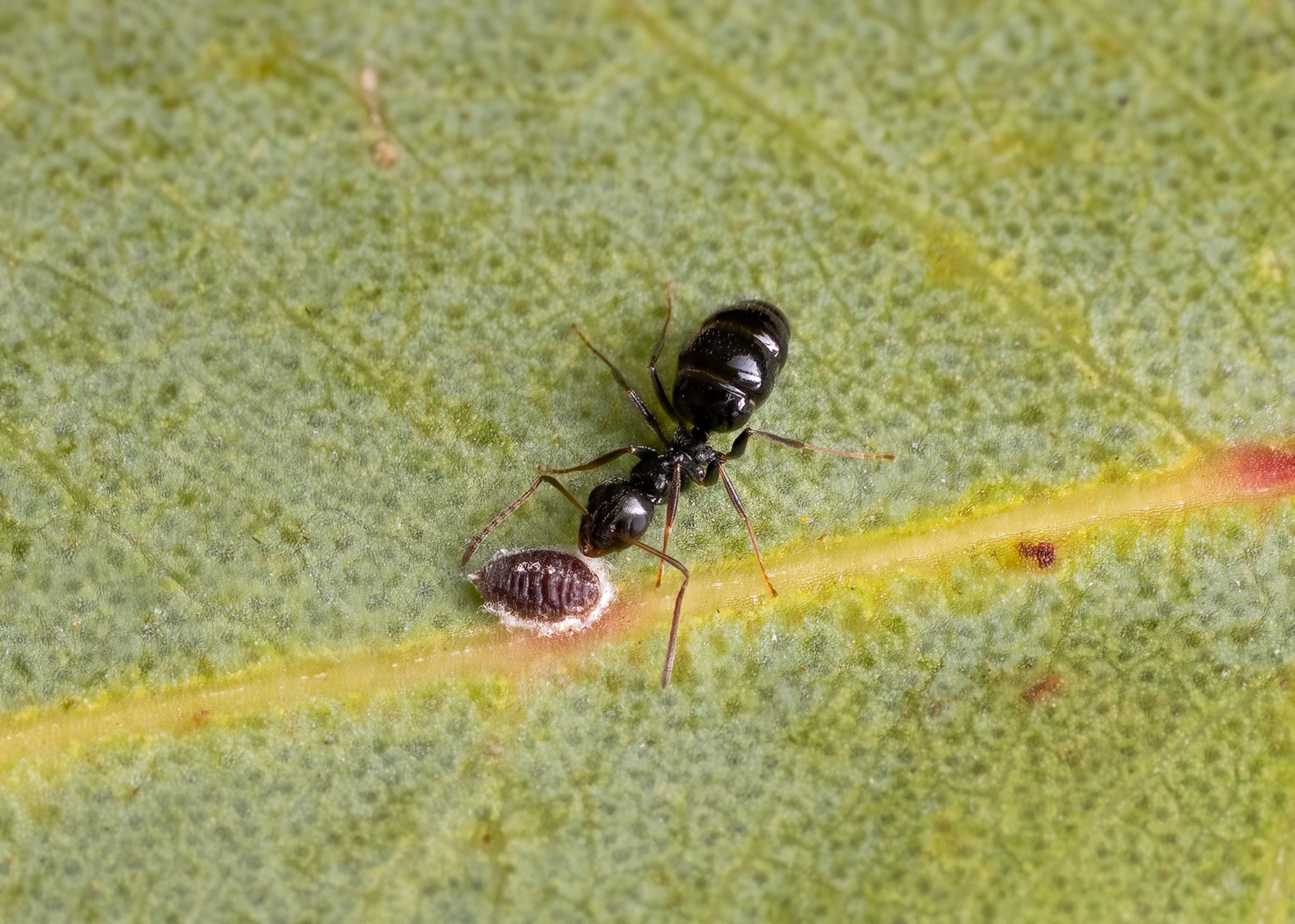 Black ant with large abdomen on leaf