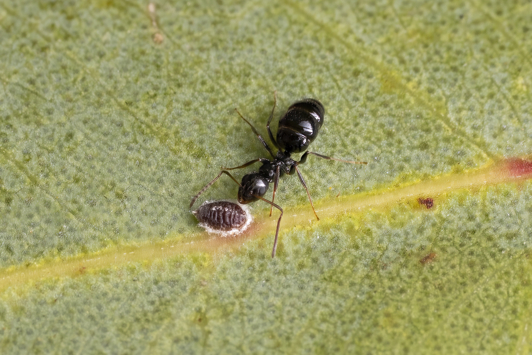 Black ant with large abdomen on leaf