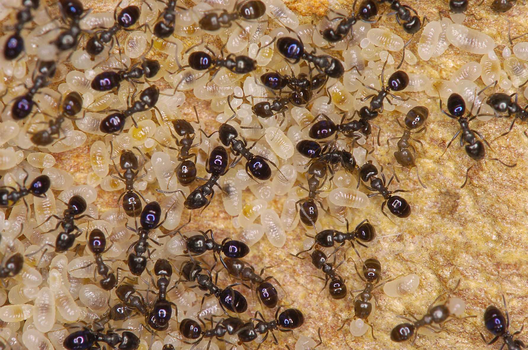 Black house ant
